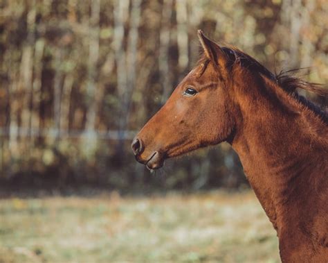 Horse walking | Free Photo