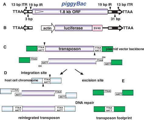 Structure and mechanism of transposition of the piggyBac transposon ...