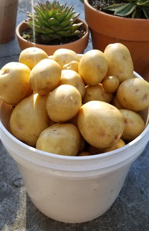 My first potato harvest! 15lbs! : r/gardening