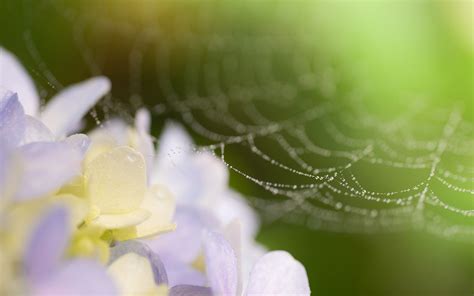 web, drops, flowers Wallpaper, HD Macro 4K Wallpapers, Images and ...