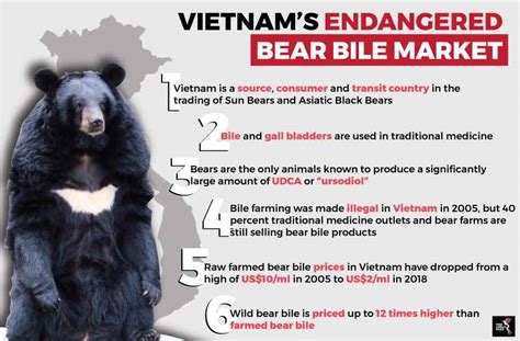 Saving Vietnam’s bile farming bears | The ASEAN Post