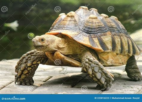 Turtle atau kura kura stock image. Image of looks, close - 225816223