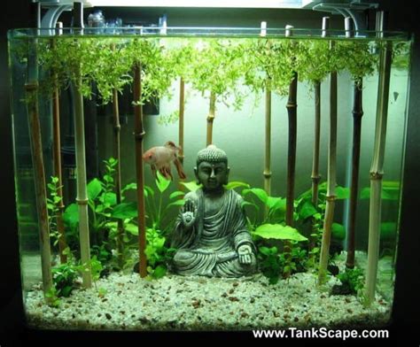 Betta Fish Tank Ideas - Unique, Cute, And Cool Designs