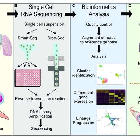 | Overview of general single cell RNA sequencing pipelines. (A) Tissue... | Download Scientific ...