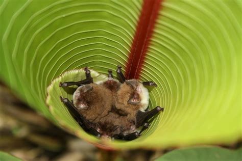 Gallery: Leaf-Living Bats | Live Science