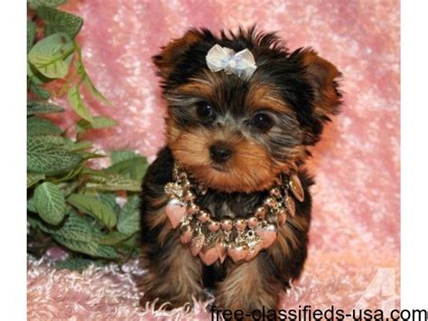 2 Yorkie Puppies For Adoption. - Animals - Beauty - Kentucky ...