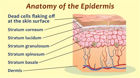 ﻿Mengenal Lapisan Epidermis Kulit dan Fungsinya Lengkap – Blog Mamikos