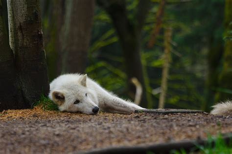 The migration of Arctic Wolves is almost unknown since they migrate in the winter where there is ...