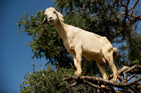 Some people believe Morocco's 'goat trees' are a hoax - Business Insider