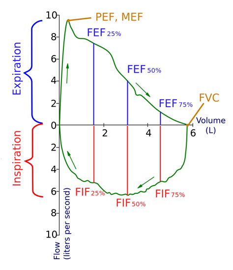 Spirometry - Wikipedia | Respiratory therapy, Human body systems, Lunges