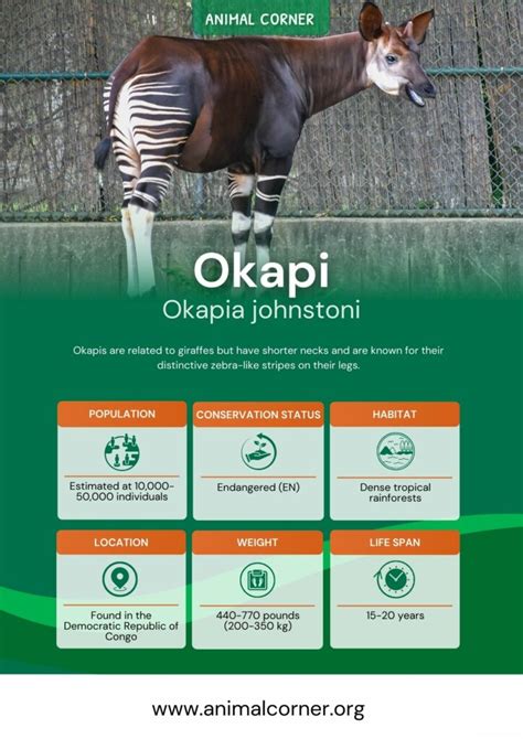 Okapi Animal - Key Facts, Information & Habitat