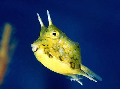 Longhorn cowfish - Alchetron, The Free Social Encyclopedia