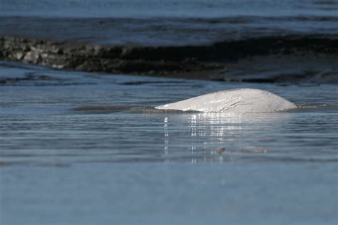 DVIDS - Images - Beluga Whale Conservation Effort Cook Inlet [Image 2 ...