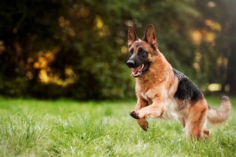 German Shepherd: Price & Owning Costs | Perfect Dog Breeds