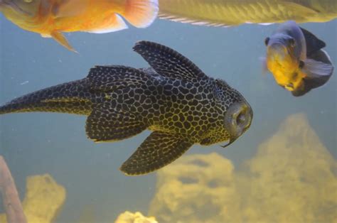 Hypostomus plecostomus - Facts, Diet, Habitat & Pictures on Animalia.bio