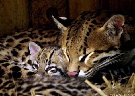 Interesting facts about ocelots | Just Fun Facts