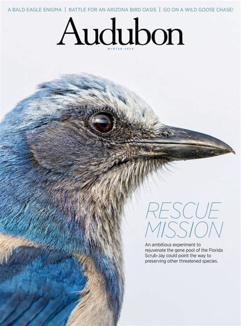 Audubon Magazine Subscription (Digital) in 2021 | Great backyard bird ...