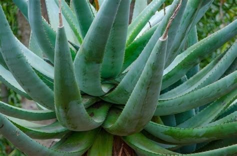 Succulent Different Types Of Aloe Vera Plants