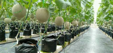 Hydroponic Fertigation System Equipment You Should To Know