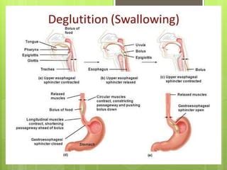 Deglutition by Dr Anand More | PPT