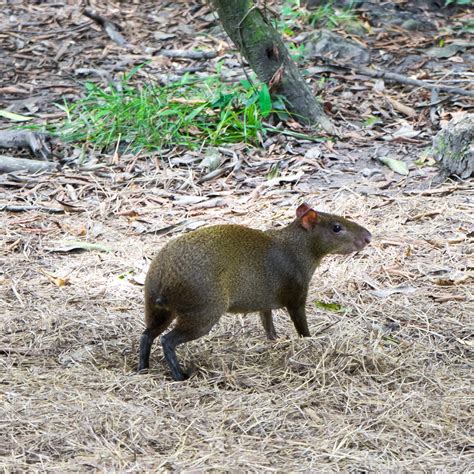 The Cheerful Cruiser!: Gorgeous Gumbalimba Park in Roatan, Honduras