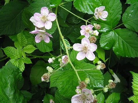 Himalayan Blackberry: An Invasive Bush With Tasty, Edible Fruit - Owlcation