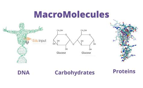 What are Macromolecules?-Definition and Examples