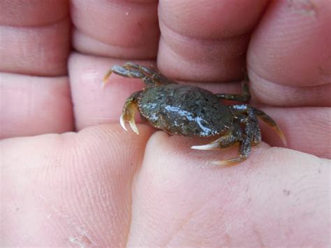 juvenile Dungeness Crab – Mendonoma Sightings