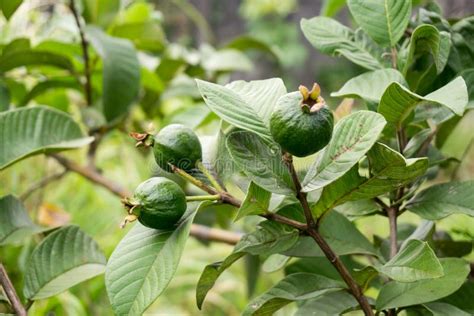 Guava fruit tree stock photo. Image of guava, leaf, fruit - 89642228