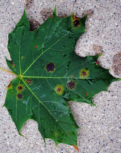 Japanese Maple Tree Diseases Pictures - corruptheroine