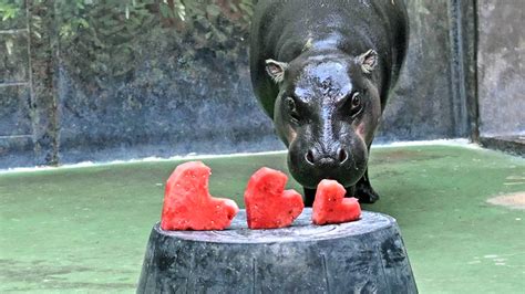 Be Mine! Animals at Brookfield Zoo Enjoy a Valentine’s Day Celebration ...