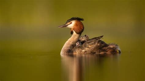 British Wildlife Photography Awards: This year's winning pictures | UK ...