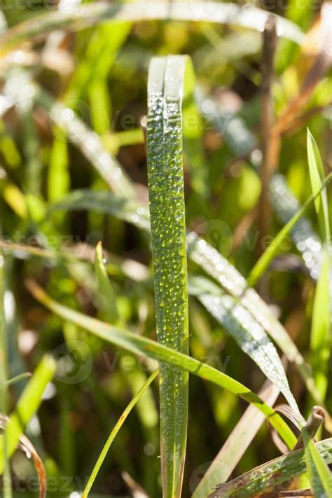 green grass, close up 9670991 Stock Photo at Vecteezy