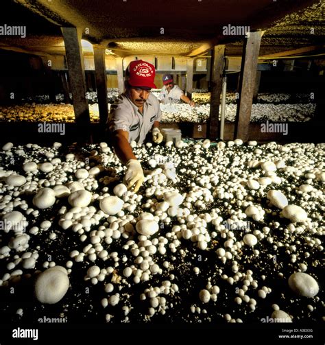 Mushroom Farm In Avondale, Pennsylvania, USA Stock Photo: 10756515 - Alamy