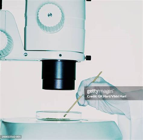 Microscope Petri Dish Photos and Premium High Res Pictures - Getty Images