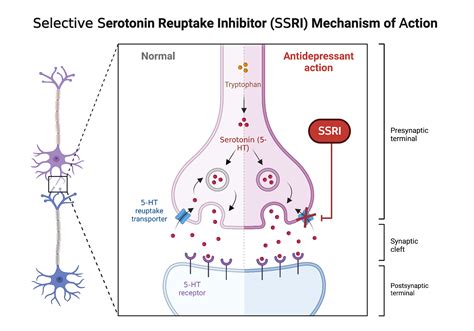 Mechanism of action of Selective Serotonin Reuptake Inhibitors | BioRender Science Templates