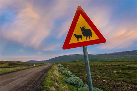 Special Road Signs in Iceland | Camping in Iceland