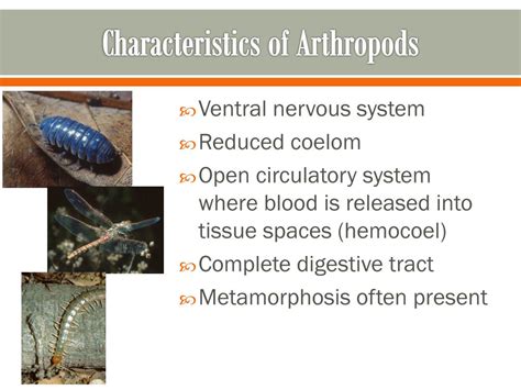 Common Characteristics Of Arthropods