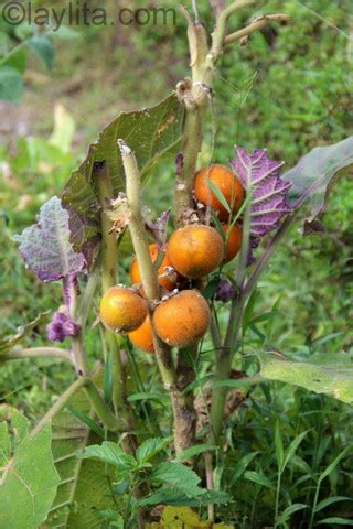 Naranjilla or Lulo