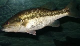 Largemouth bass (Micropterus salmoides) | Largemouth bass. B… | Flickr