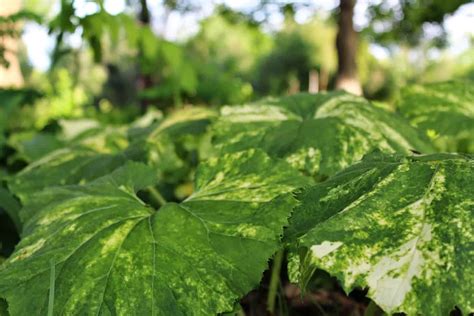 Variegated Japanese Butterbur, Sweet Coltsfoot, Fuki Petasites ...