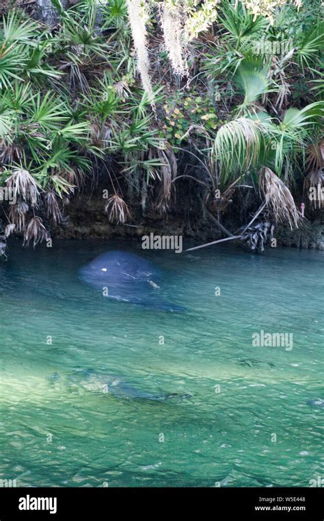 Manatees, Blue Springs State Park, Florida Stock Photo - Alamy