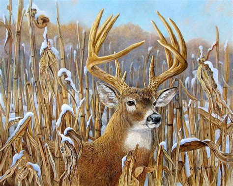 Big Buck, snow, blue sky, cornfield, winter, deer, HD wallpaper | Peakpx