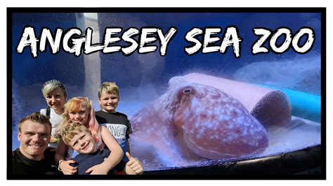 Full Tour of the Anglesey Sea Zoo | North Wales - YouTube