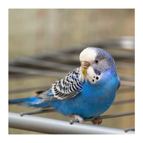 Budgie