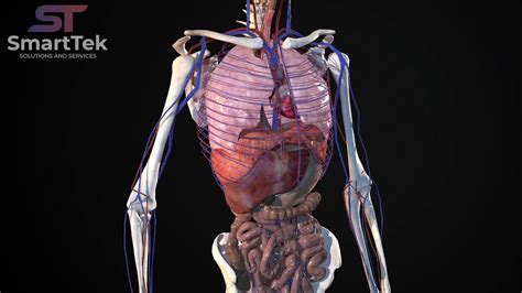 Full Virtual 3D Human Body Anatomy - YouTube