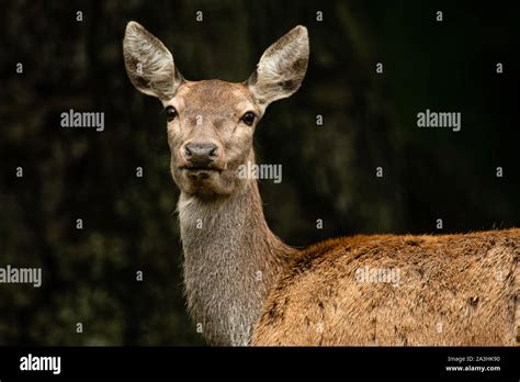 Red Deer during the rutting season Stock Photo - Alamy