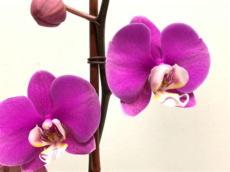 Purple 2-Stem Phalaenopsis (Orchid) in Cliffside Park, NJ | Esme Flowers