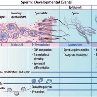 (PDF) Sperm Biology from Production to Ejaculation