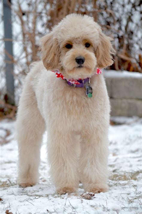 Image result for types of goldendoodle haircuts | Goldendoodle haircuts, Goldendoodle grooming ...